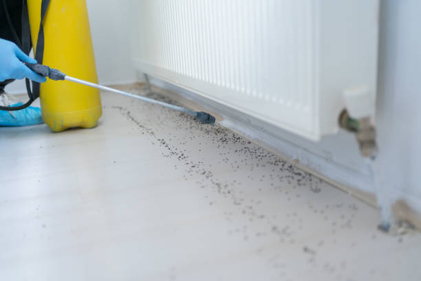 Best Affordable Pest Control Services  in West Buechel, KY