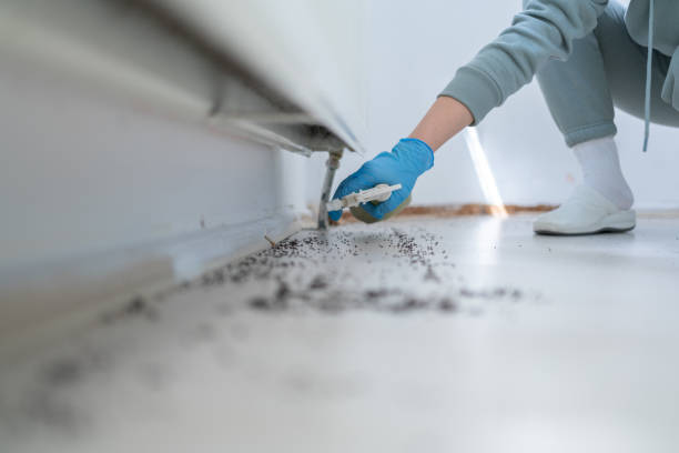 Best Affordable Pest Control Services  in West Buechel, KY